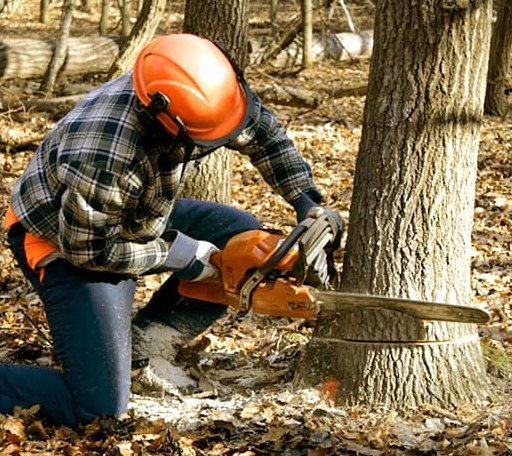Tree Removal in Harrisonburg, VA